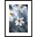 Framed Photographic Print M87946